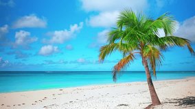 Hawaiian island palm beach. Summer holidays on a paradise tropical seaside. A coconut tree stands on a beautiful white sand beach by the clear blue calm sea on a sunny day. Cruise.