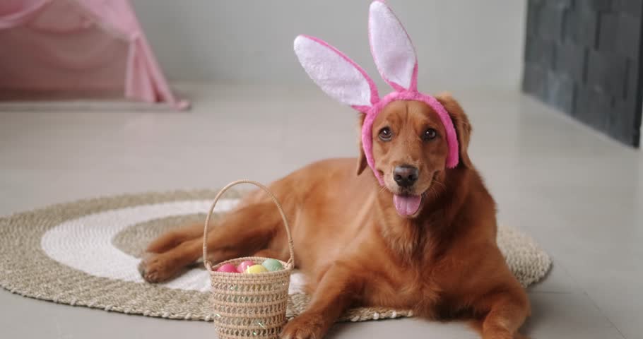 An Easter dog of the Golden Retriever breed in a hair holder with bunny ears lies on the floor next to a wicker basket containing colorful eggs. Funny doggy in Easter costume. Royalty-Free Stock Footage #3443539039