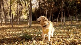 Dog playing in autumn woofs - Powered by Shutterstock - Get 15% off with code: PIKWIZARD15