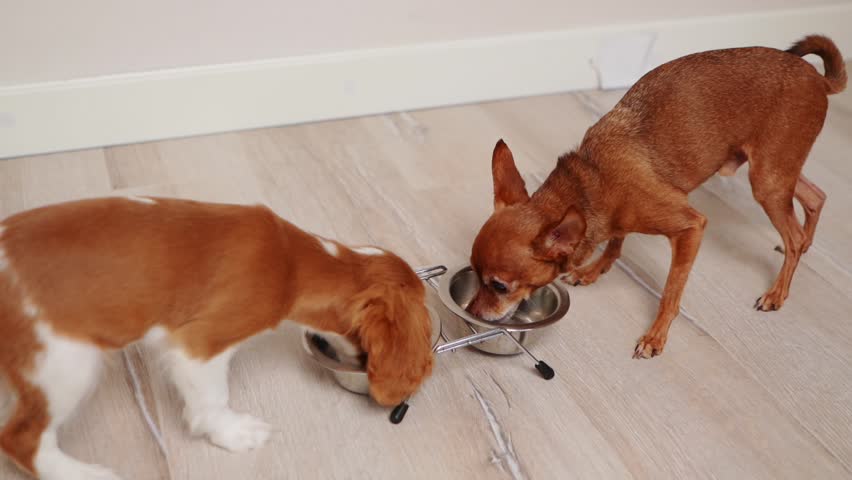 Two cute dogs: a puppy Cavalier King Charles Spaniel and a Mini Toy Terrier eat food from double metal bowls at home. Animal food advertising concept, friendship between pets. Rapid. Royalty-Free Stock Footage #3443583079
