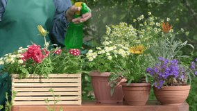 Sprays water on flowers and flowerpots in the garden, florist working with spray, takes care of plants in house. Gardener caring ornamental flowers in garden, spraying flower in summer day closeup slo - Powered by Shutterstock - Get 15% off with code: PIKWIZARD15