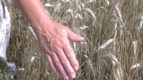 High quality video of senior man caressing wheat in the field
