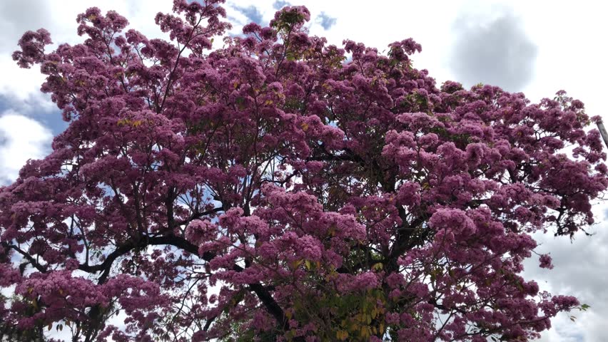 Pink blossom in spring, amazing Tabebuia rosea apamate pink poui, and rosy trumpet tree