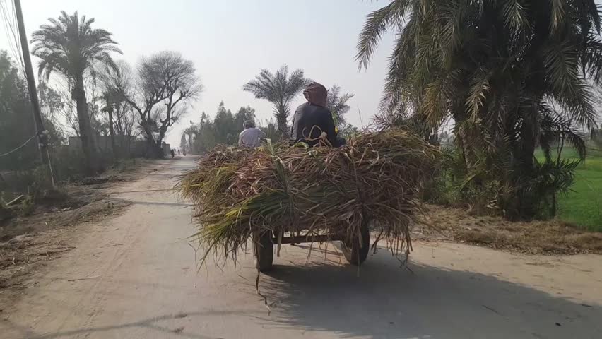 Donkey cart. Donkey carts still drive in villages and small towns. Donkey carries bushes in Layyah Pakistan. Village traditional transport with domestic donkey. Slow Motion 4K Footage.
