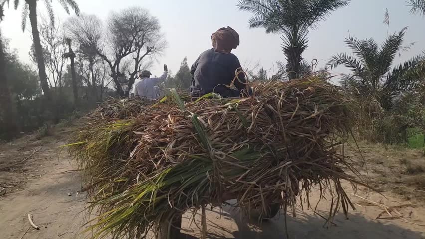 Donkey cart. Donkey carts still drive in villages and small towns. Donkey carries bushes in Layyah Pakistan. Village traditional transport with domestic donkey. Slow Motion 4K Footage.