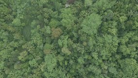 Green treetop of rainforest. Overhead drone view. Directly above. Asia wild jungle.