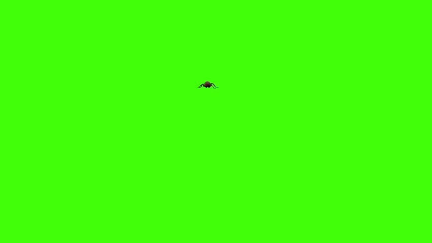 3D Termite insect walking with front view entering the left side and outing render on chroma key, 4k Isoptera worm is crawling animation on the green screen, a small, pale soft-bodied insect Royalty-Free Stock Footage #3443830675