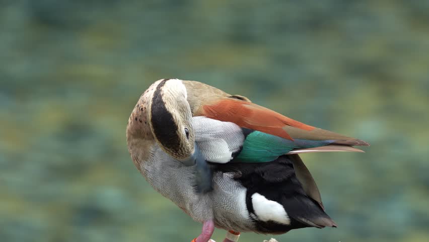 Male ringed teal, callonetta leucophrys standing by the water, preening, cleaning, removing dirts, debris and parasites, gland oil to waterproof the feathers. waggling its tail, close up shot.