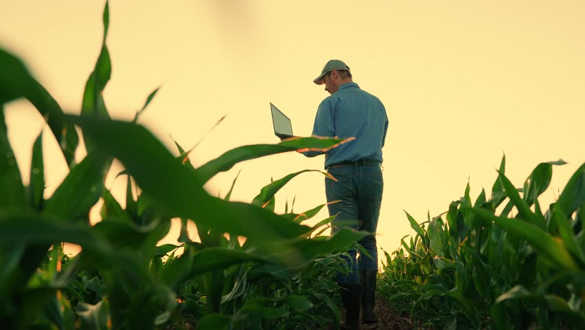 Engineer Worker works on farm. Agronomist on farm, Modern digital technologies. Farmer man in corn field works with computer, Business Farm. Agriculture concept. Farmer with laptop in green corn field