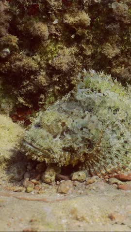 Vertical video, Close-up of Tassled Scorpionfish or Small-scaled Scorpionfish (Scorpaenopsis oxycephala) lies under rock reef on sunny day in sunrays, Slow motion