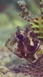 Vertical video, Portrait of Zebra Lionfish, Red Sea Dwarf Lionfish or Zebra Turkeyfish (Dendrochirus zebra, Dendrochirus hemprichi) swims over sandy-rocky bottom at evening in sunbeams, slow motion
