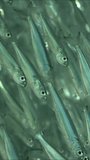 Vertical video, Extreme close-up, Numerous shoal of Sprat fish (Atherinomorus forskalii) swims down sparkling in bright sunrays on sunny day, Slow motion