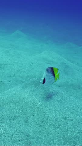 Vertical video, Close-up of Cross Stripe Butterfly or Threadfin Butterflyfish (Chaetodon auriga) swimming fast over sand seabed covered with hills at depth, Slow motion