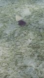 Vertical video, Top view of Electric Ray floats over sandy bottom covered with algae, slow motion. Panther Electric Ray (Torpedo panthera)