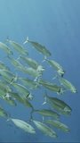Vertical video, Close-up, school of Striped mackerel or Indian mackerel (Rastrelliger kanagurta) swimming with open mouths and feeding for plankton in sunrays near coral reef, Slow motion