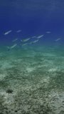 Vertical video, Camera moves forward over sandy bottom with sun glare, Slow motion, Natural underwater background with sandy bottom and green seagrass