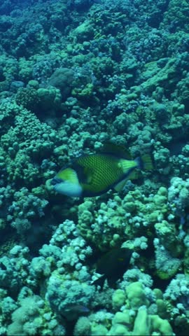 Vertical video, Titan Triggerfish (Balistoides viridescens) swimming fast over coral reef Royalty-Free Stock Footage #3443902757