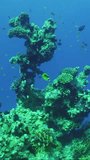 Vertical video, Corals formation of an unusual bizarre shape on seabed, colorful tropical fish swim around this reef. Backlighting (Contre-jour) Slow motion, Camera moving forwards approaching reef