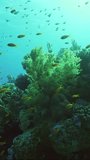 Vertical video, Close-up of beautiful tropical coral reef in coral garden in blue deep sea colorful fish swims around reefs, Backlighting (Contre-jour) Slow motion, Camera moving around reefs
