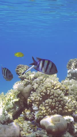 Vertical video, Sergeant fish swims over coral reef, cleaner fish is cleaning it from parasites. Indo-Pacific sergeant (Abudefduf vaigiensis) and Bluestreak cleaner wrasse (Labroides dimidiatus) Royalty-Free Stock Footage #3443905639