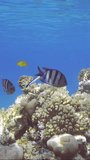 Vertical video, Sergeant fish swims over coral reef, cleaner fish is cleaning it from parasites. Indo-Pacific sergeant (Abudefduf vaigiensis) and Bluestreak cleaner wrasse (Labroides dimidiatus)