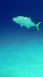 Vertical video, Close-up of Kingfish swims deep on blue water and coral reef background, slow motion. Yellowspotted Trevally or Yellowspotted Kingfish (Carangoides fulvoguttatus)