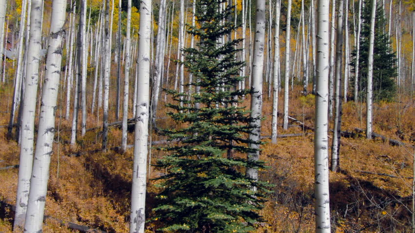 Independence Pass golden aspen leaves in pine tree forest grove road fall autumn yellow green colors aerial drone cinematic late afternoon Snowmass Mountain Vail Telluride Ashcroft sunny forward