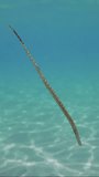 Vertical video, Slow motion, Pipefish swims in water column down to sand seabed on sunny day. Broadnosed Pipefish, Snouted Pipefish or High-snouted Pipefish (Syngnathus typhle), Mediterranean Sea
