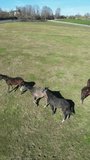 4K Video Footage of Race Horses