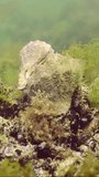 Vertocal video, Two of mating Veined Rapa Whelks (Rapana venosa) sitting on mussels among algae in Black Sea