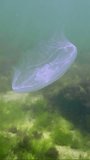 Vertical video, Close-up of Moon jellyfish swims above seabed covered with algae in sunbeams, Slow motion. Common jellyfish, Moon jellyfish, Moon jelly or Saucer jelly (Aurelia aurita)