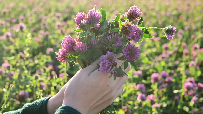 Red clover in a womans hand in the rays of the sun in a clover field.4k footage