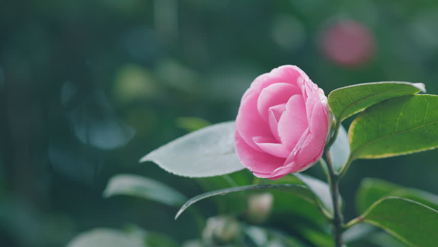 Pink Camellia With Foliage. Spring Roses. Blooming Double Pink Camelia Flowers. Royalty-Free Stock Footage #3443983773