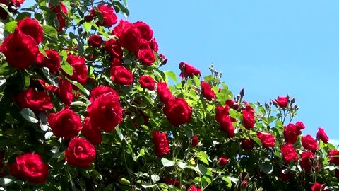 Red shrub roses