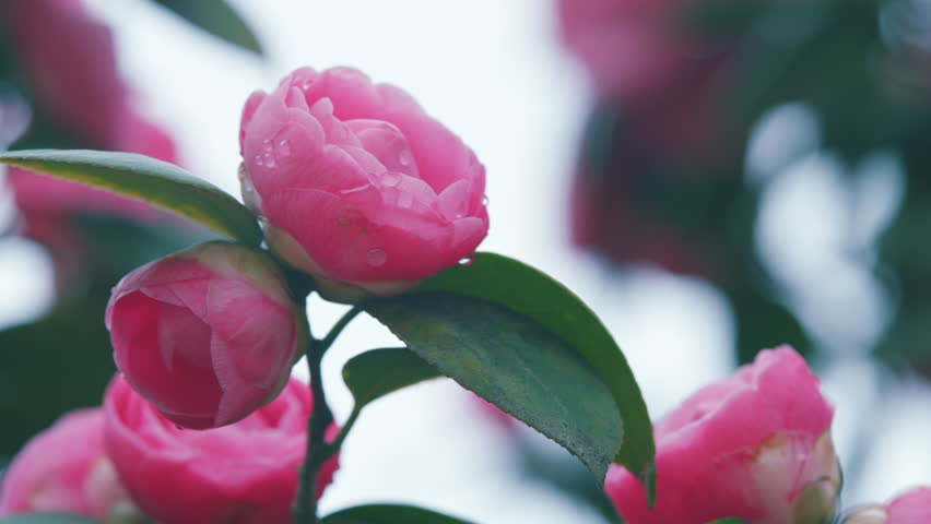Pink Camellias Flowers In April In Garden. Theaceae Evergreen Tree. Bright Camellia Japonica. Royalty-Free Stock Footage #3443997171