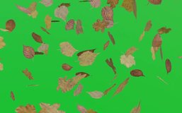 Falling Slow Autumn Maple Leaves 2 Clip.3D rendering.There are 2 clip with alpha channel start to end and seamless loop you can place on footage or background and easier change color.