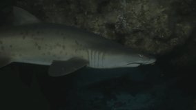Sharks in underwater Cave, South Africa