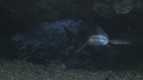 Ragged tooth Shark in under water Cave, South Africa