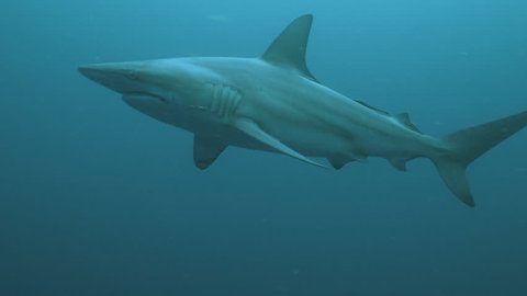 Great White Shark Side View 3d Stock Illustration 1126639499 