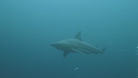 Oceanic Shark shot in blue water environment, South Africa