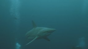 Close Shark encounter in open Sea, underwater shot, South Africa
