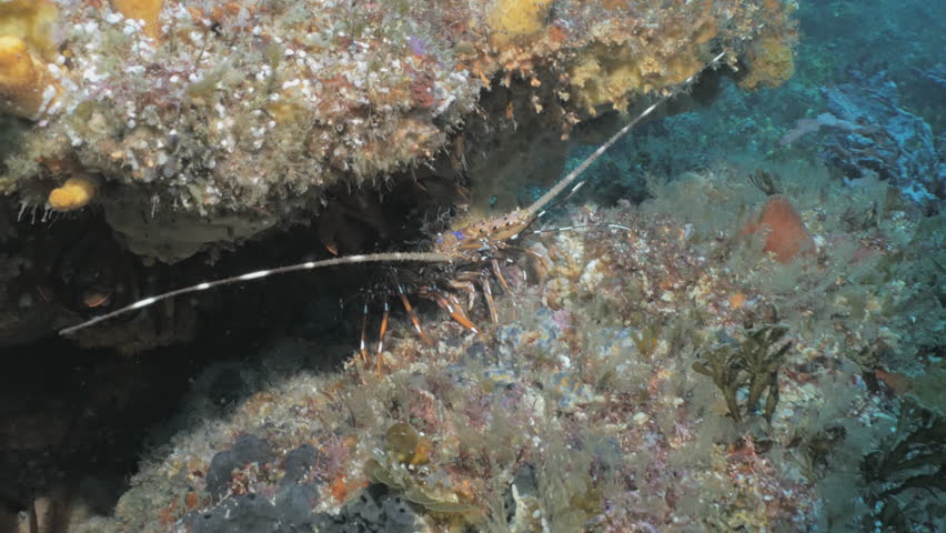 Lobster in his cave, underwater shot, South Africa