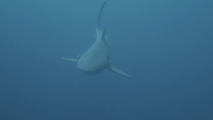 Close meeting with two Bull sharks in open blue water, underwater shot, South Africa