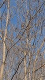 Dry leaves on the branches of deciduous tree in asian subtropical forest in late winter during hiking activity.  Vertical video