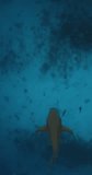 Nurse shark swimming underwater in tropical blue sea.