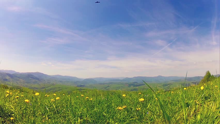 The wild weeds are waving by the wing under the deep blue sky.