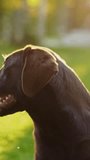 Handsome Nobel Pedigree Brown Labrador Retriever Dog Looks at Camera, Having Fun Outdoors on the Green Lawn. Portrait Shot of a Happy Young Puppy on a Sunny Day Outdoors. Vertical Screen