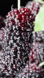 Mulberry berry rotates close-up against the background of other berries. Vertical video Social Media