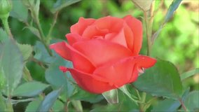 Red rose blooming video footage 