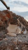 Vertical video. A Striped Cat Lies on a Rock, Sunbeams Falling on the Calm Sea Behind.